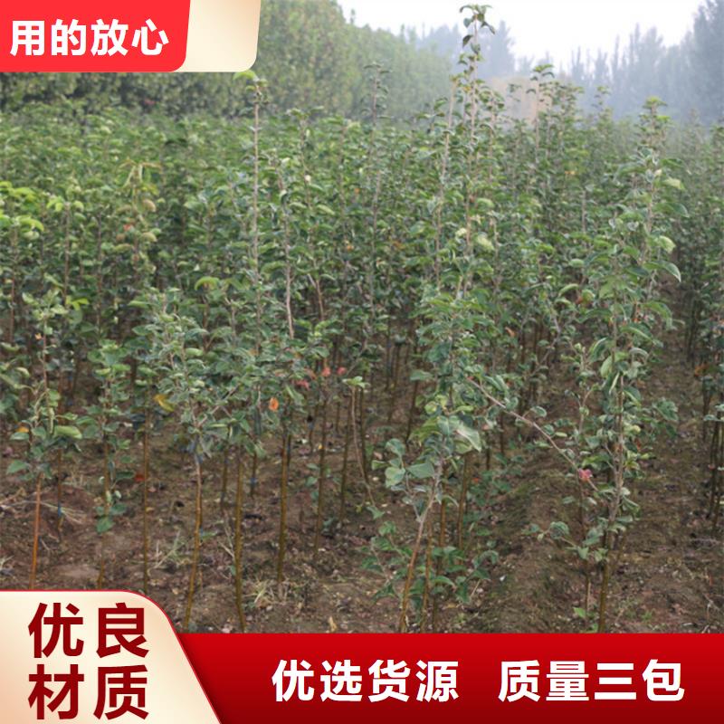 【苹果-苹果苗现货交易】