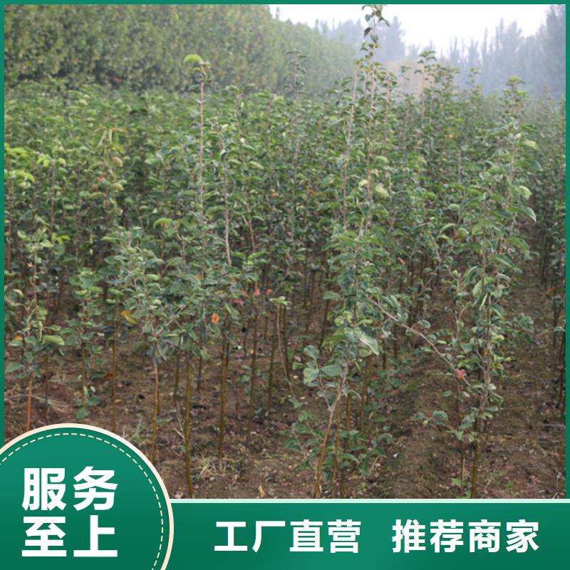 【苹果】桃树苗用心做好细节