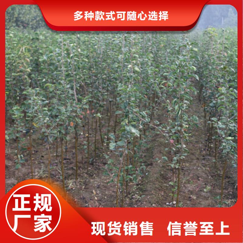 【苹果】桃树苗认准大品牌厂家
