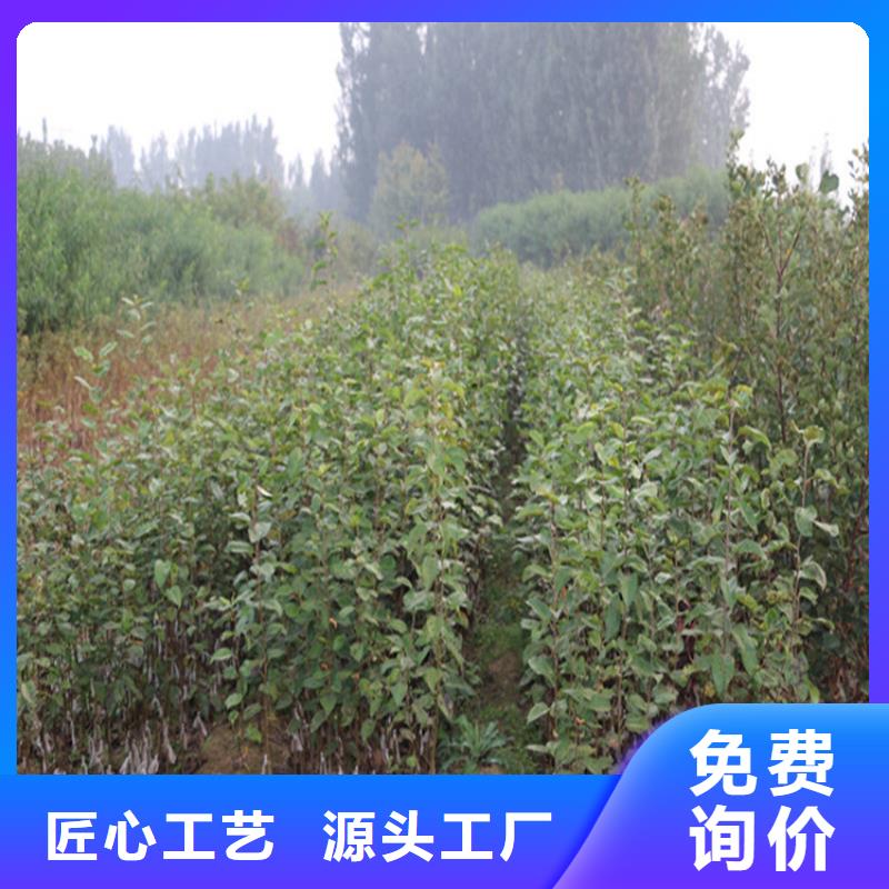 苹果苹果苗实体厂家