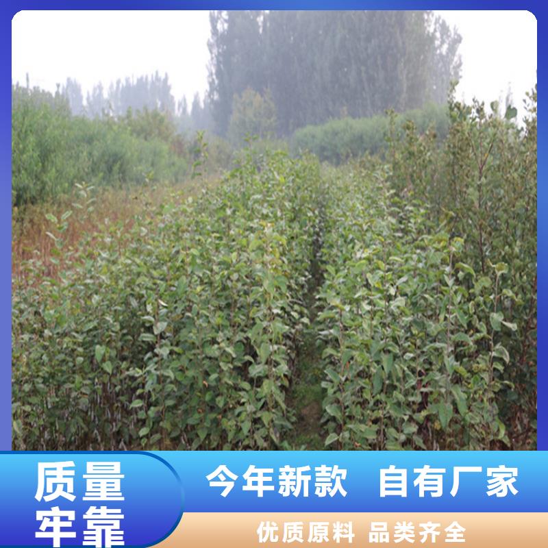 苹果,黄瓜苗专业按需定制
