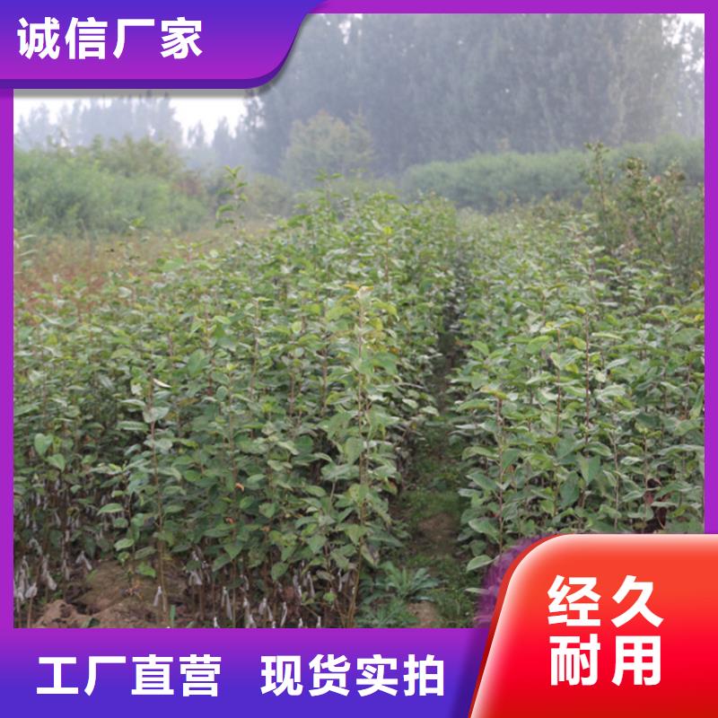 【苹果樱桃苗支持批发零售】