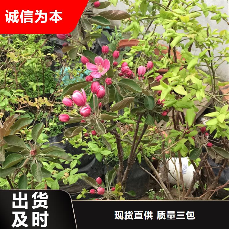 苹果,石榴树高标准高品质