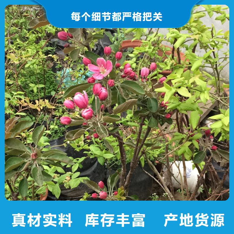 【苹果】葡萄苗快捷的物流配送