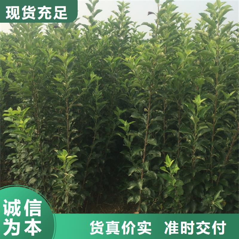 苹果樱桃苗质检合格出厂