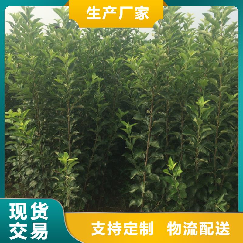 苹果樱桃苗颜色尺寸款式定制