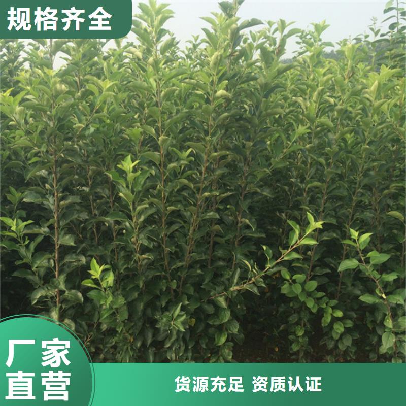 苹果,樱桃苗精工细作品质优良