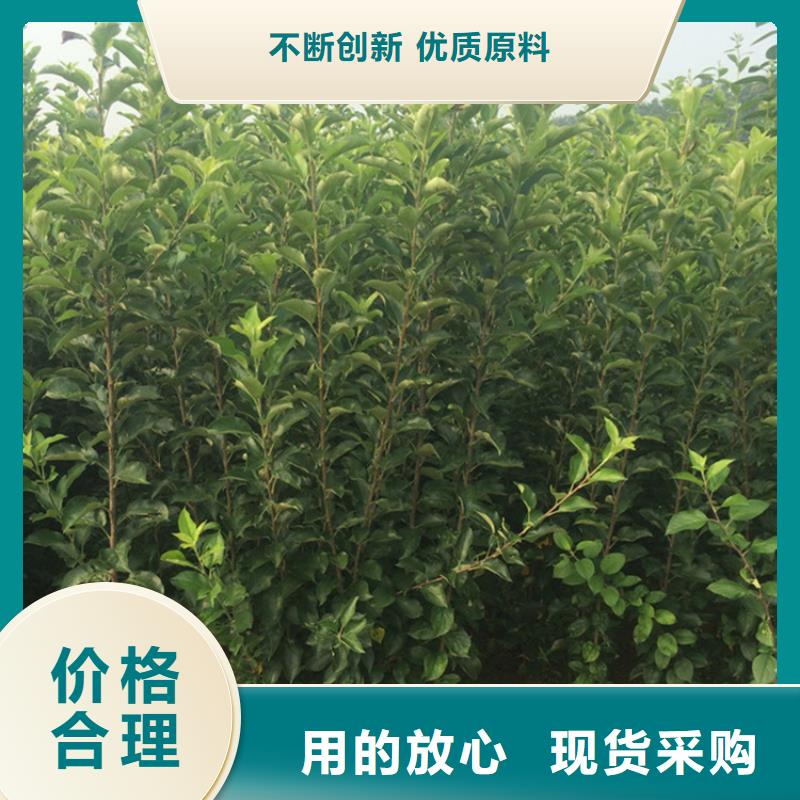 【苹果】苹果苗物流配货上门