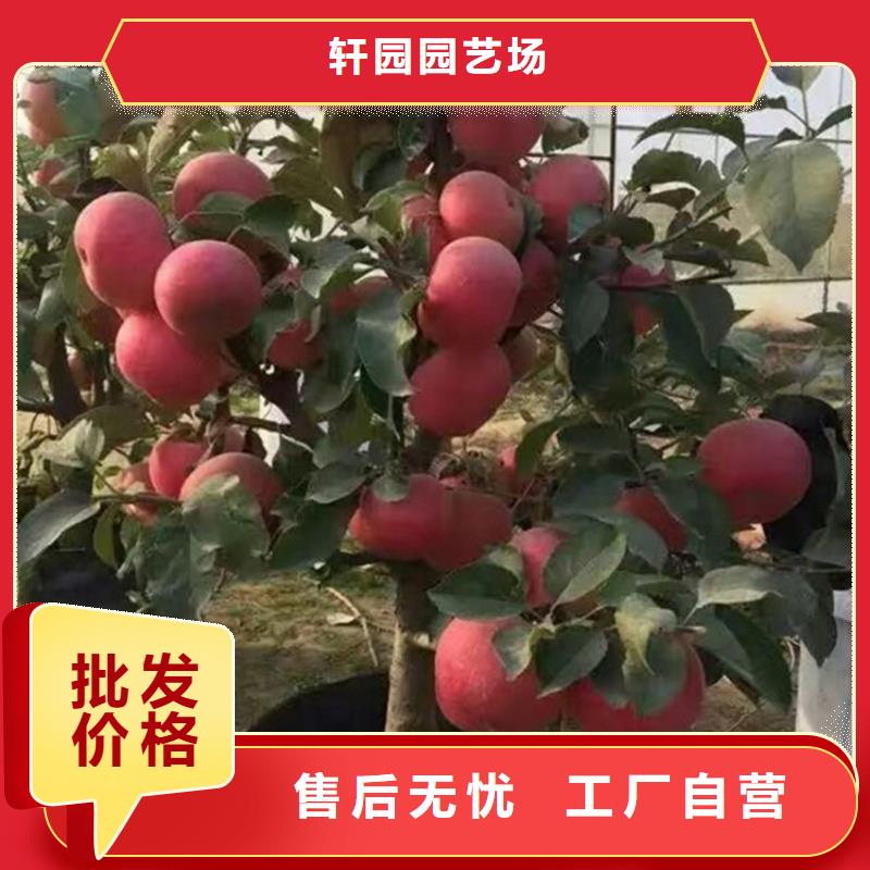 苹果嘎啦苹果品质保障售后无忧