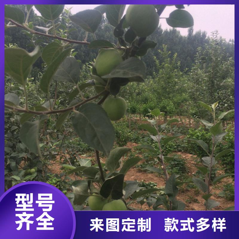 【苹果-苹果苗现货交易】