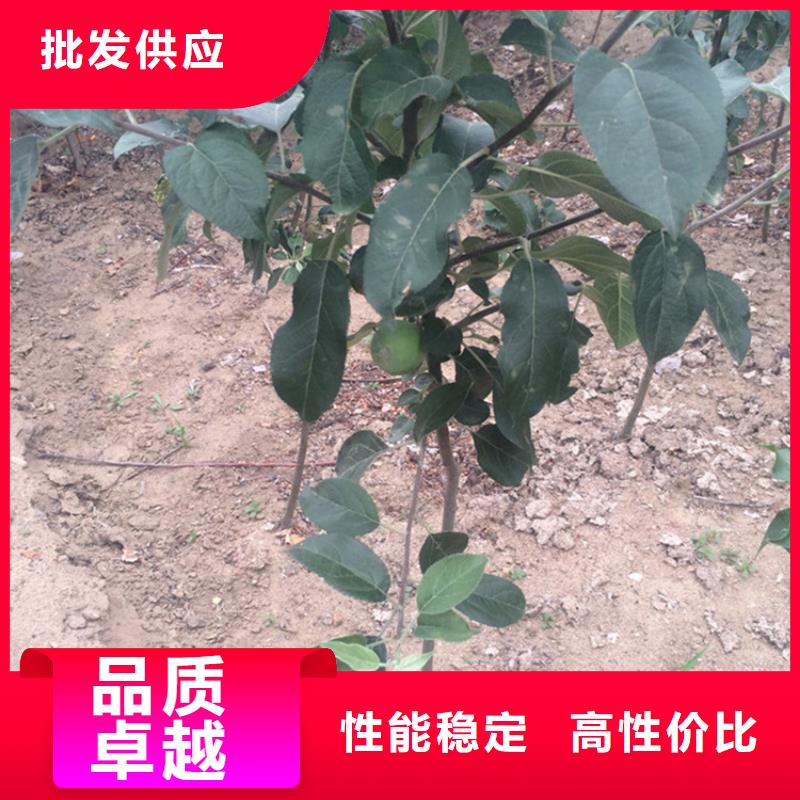 【苹果,蓝莓苗品质做服务】