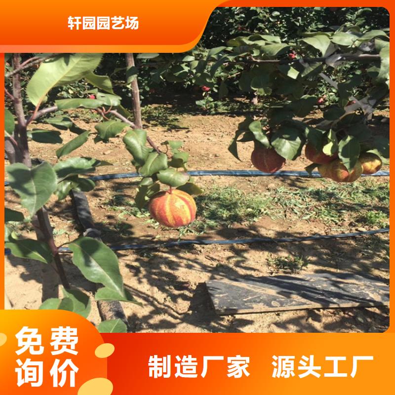 梨树苹果苗现货销售