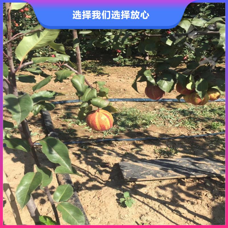 梨树苹果苗24小时下单发货