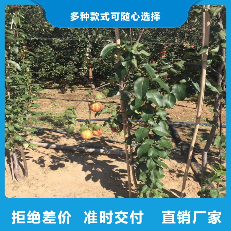 梨树苹果苗24小时下单发货
