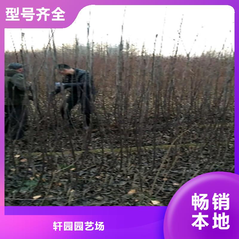 梨树桃树苗库存量大