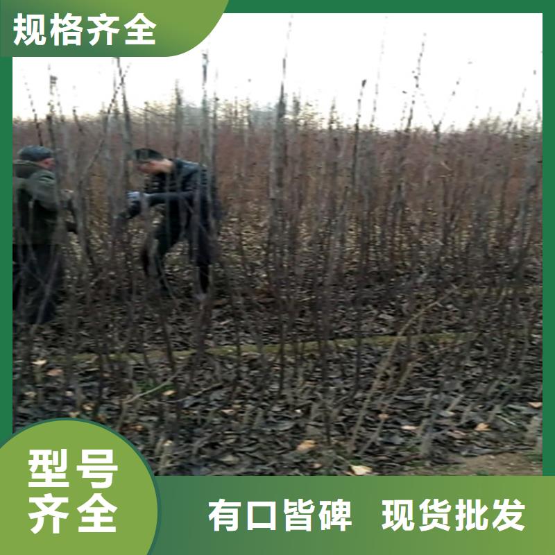梨树,樱桃苗精品选购