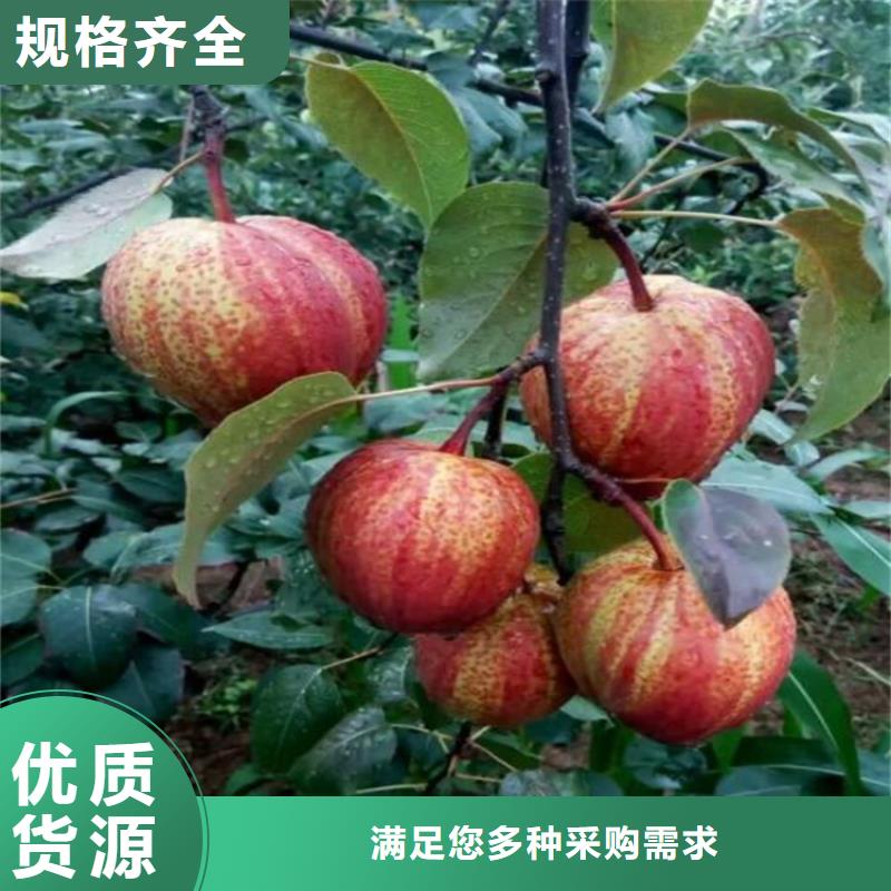 【梨树】樱桃苗免费获取报价