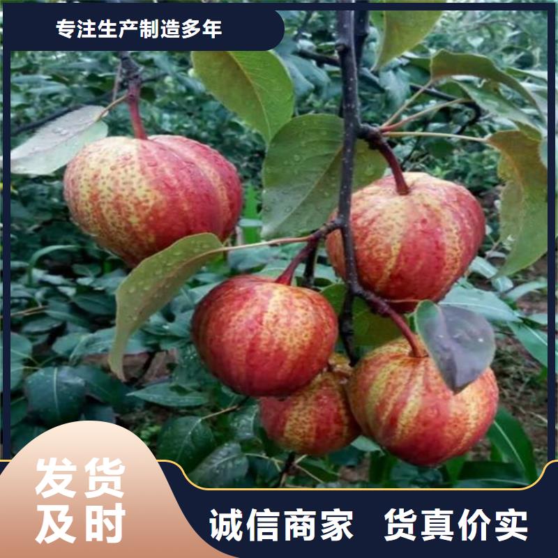 梨树【奶油草莓】专注细节专注品质