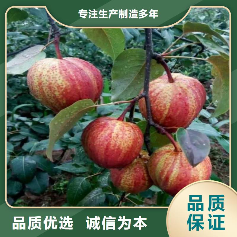 梨树【红石榴苗基地】厂家直营