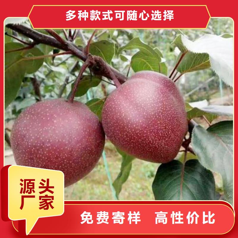 梨树_蓝莓苗出货及时