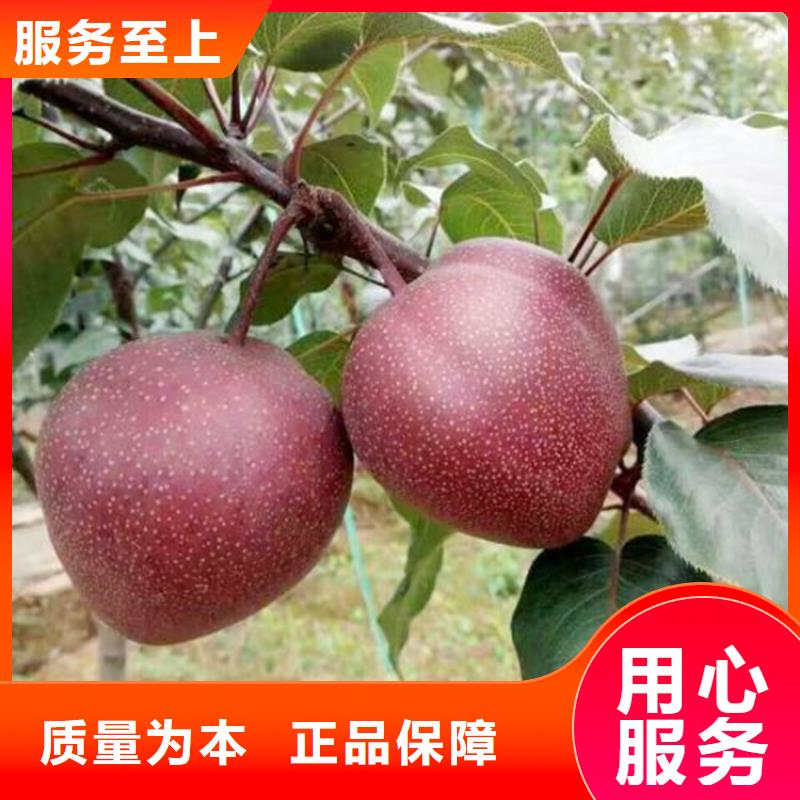 【梨树桃树苗发货迅速】