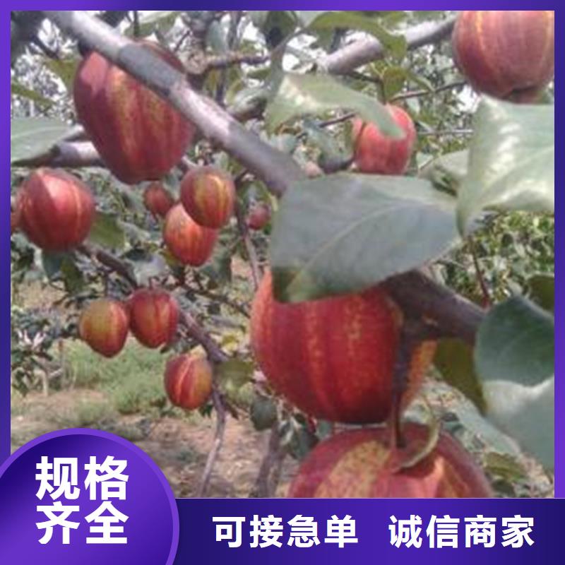 梨树【奶油草莓】专注细节专注品质