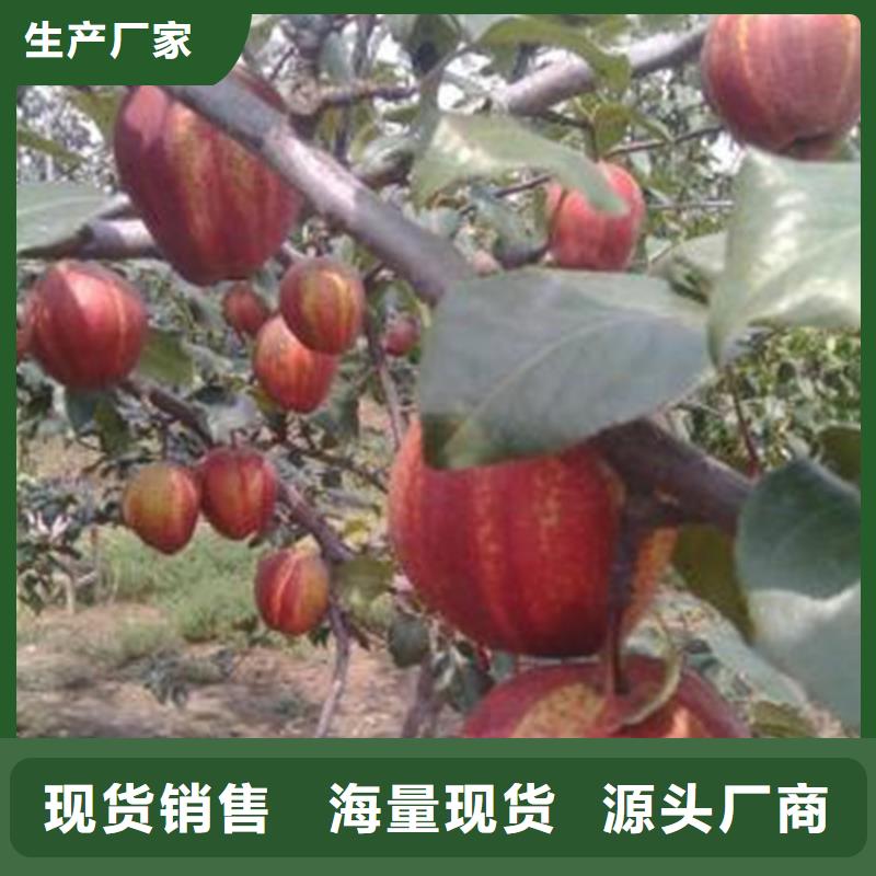 梨树草莓苗好产品价格低