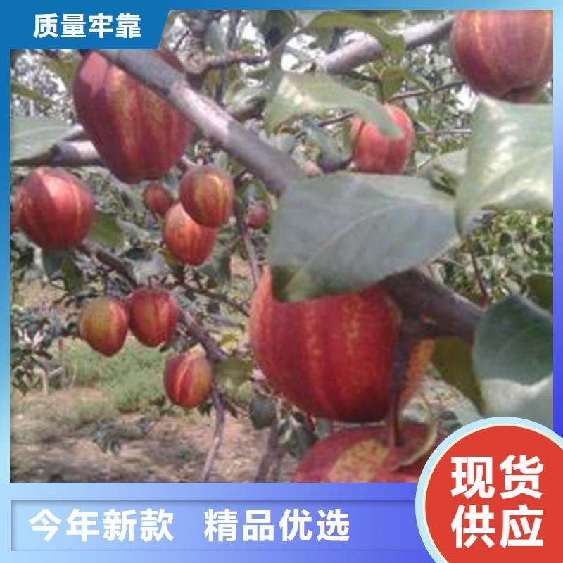 【梨树】西瓜苗保障