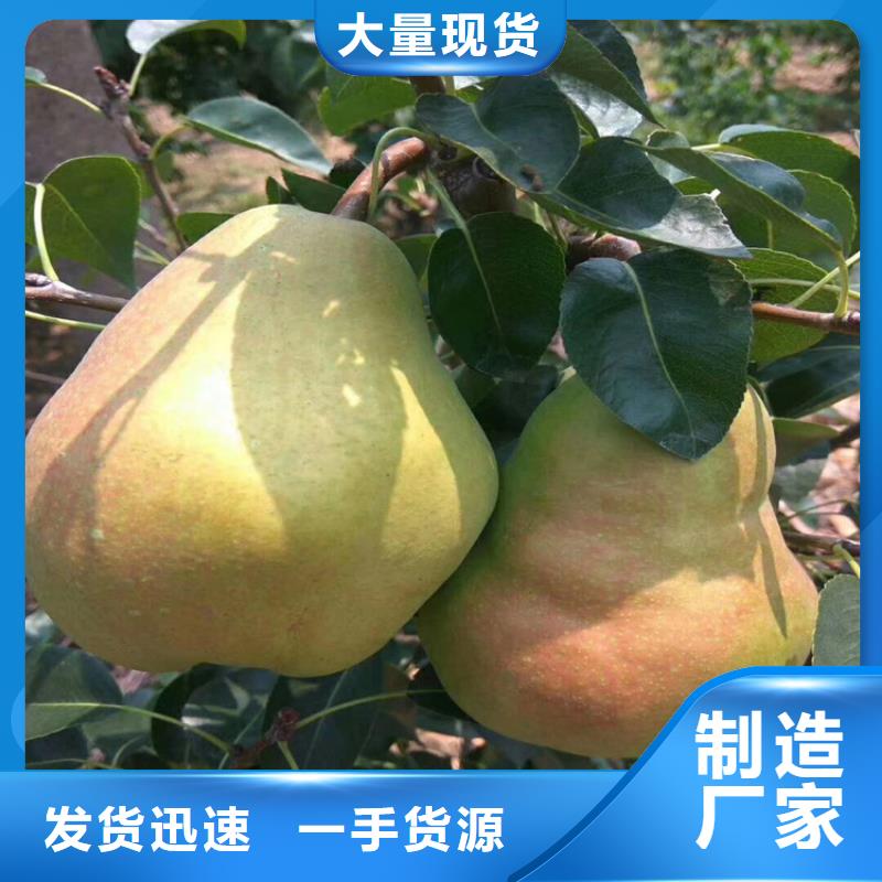 梨树苹果苗24小时下单发货