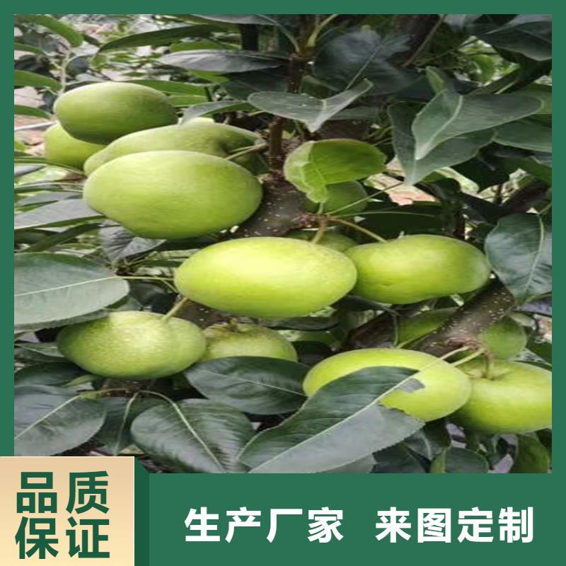 梨树【奶油草莓】专注细节专注品质