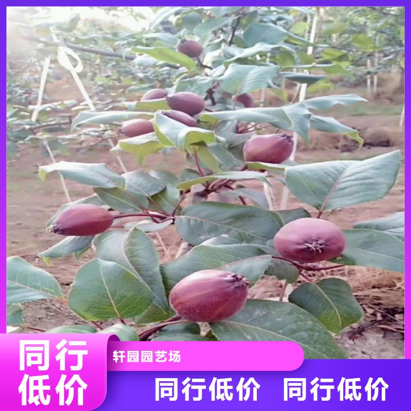 梨树桃树苗库存量大