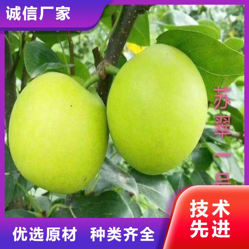 梨树【奶油草莓】专注细节专注品质