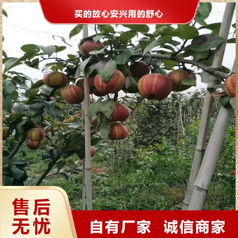 梨树草莓苗好产品价格低