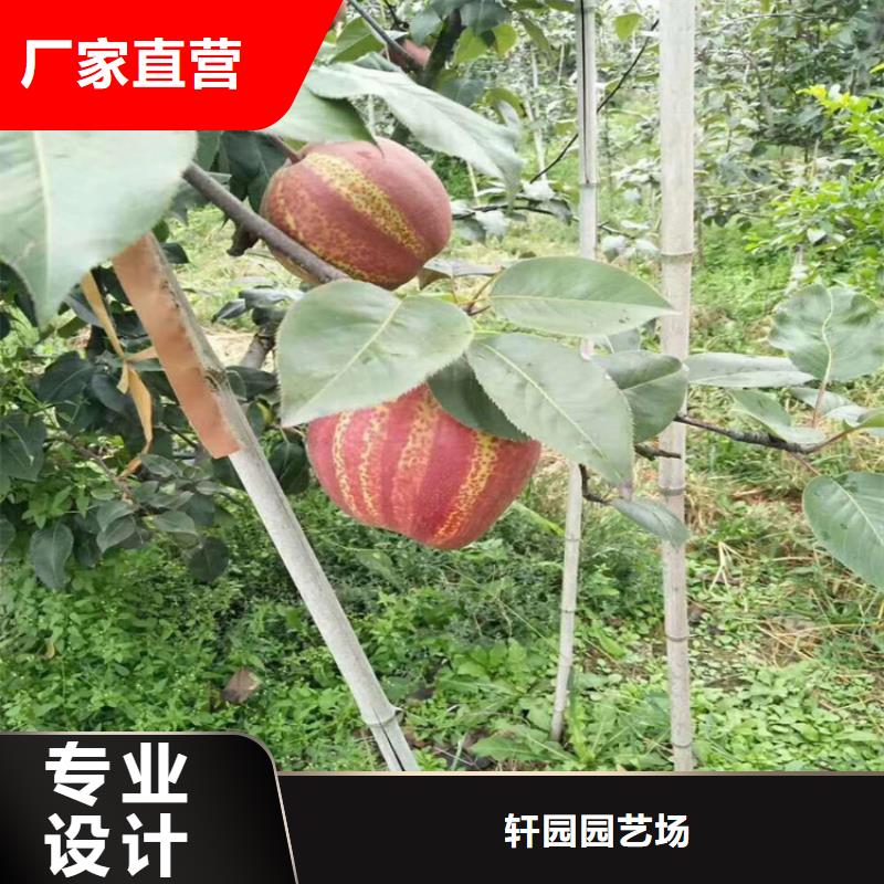 【梨树桃树苗发货迅速】