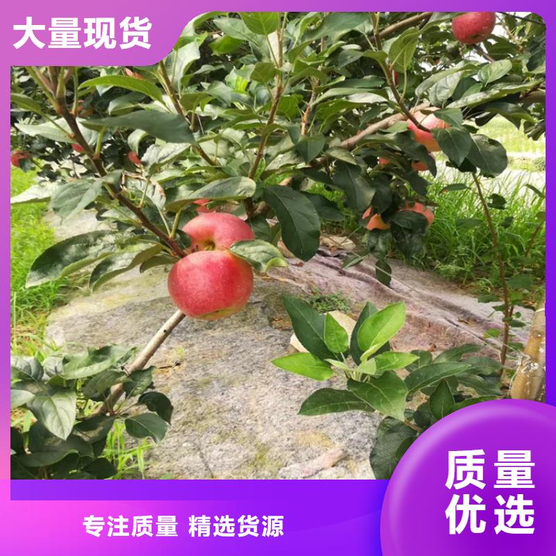 梨树_蓝莓苗出货及时