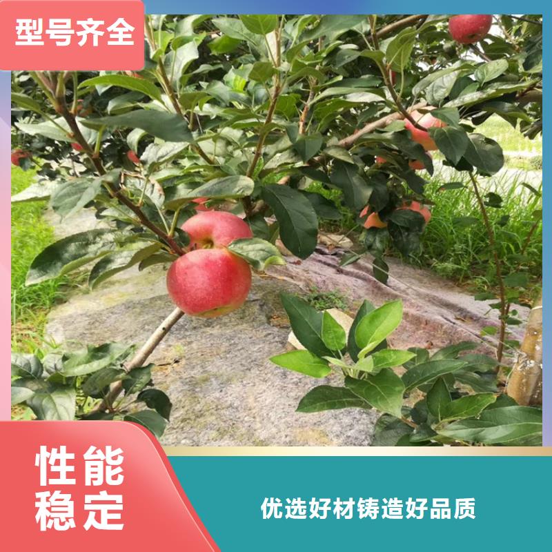 梨树_蓝莓苗出货及时