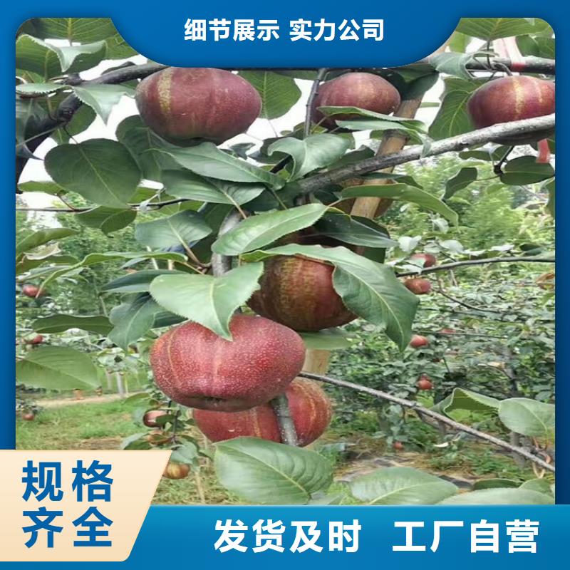 【梨树】杏树苗可定制