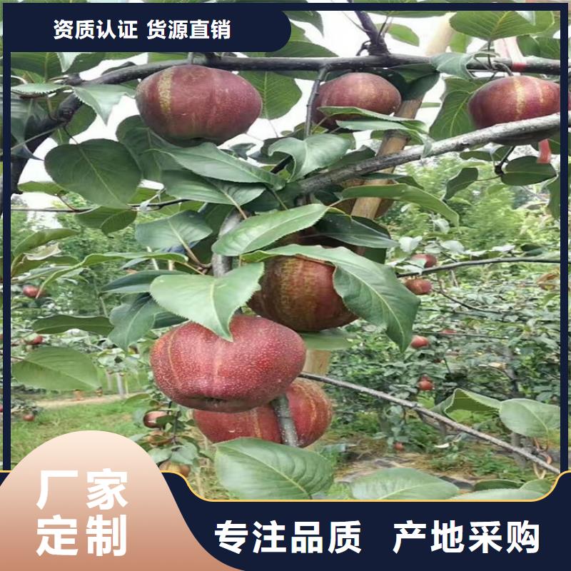 【梨树桃树苗发货迅速】