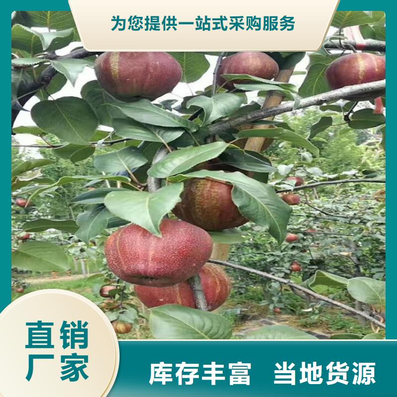 梨树西瓜苗实力大厂家