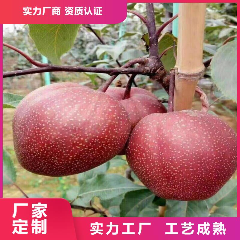 梨树苹果苗24小时下单发货