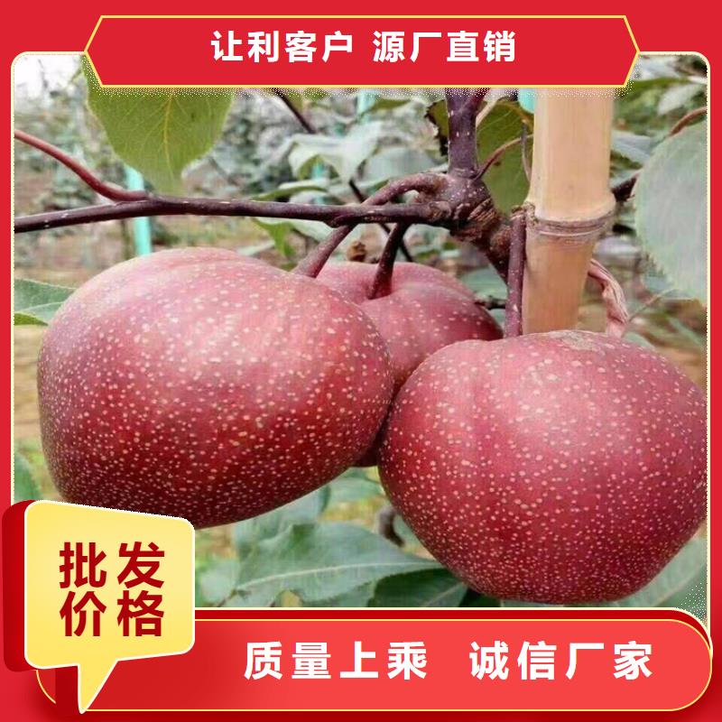 梨树苹果苗畅销当地