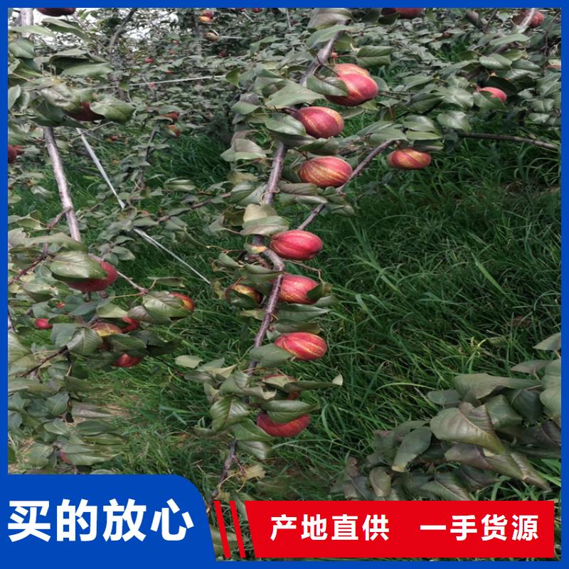 梨树樱桃苗高品质诚信厂家
