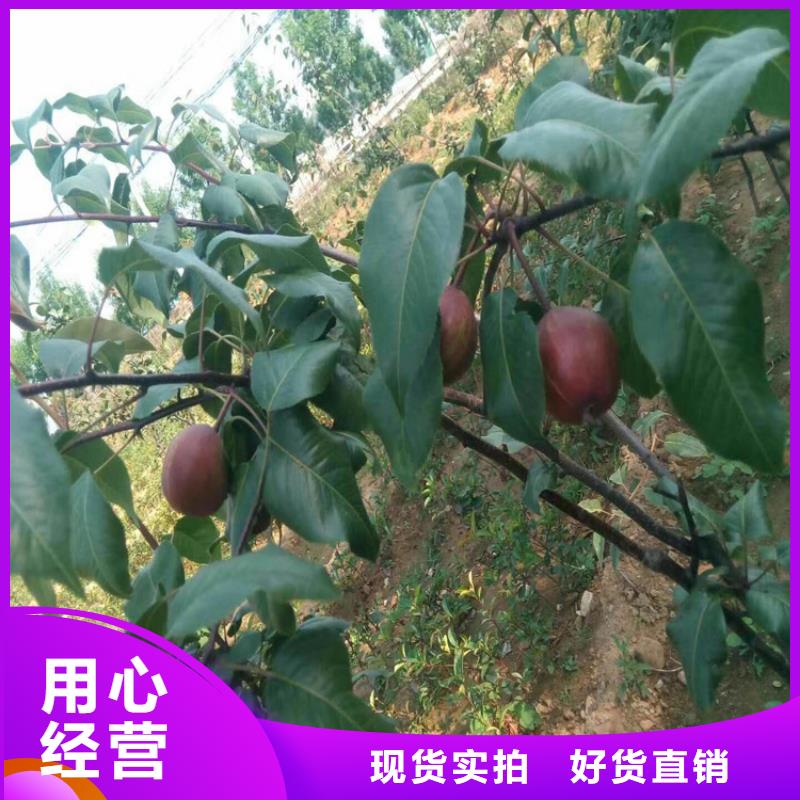 梨树草莓苗好产品价格低