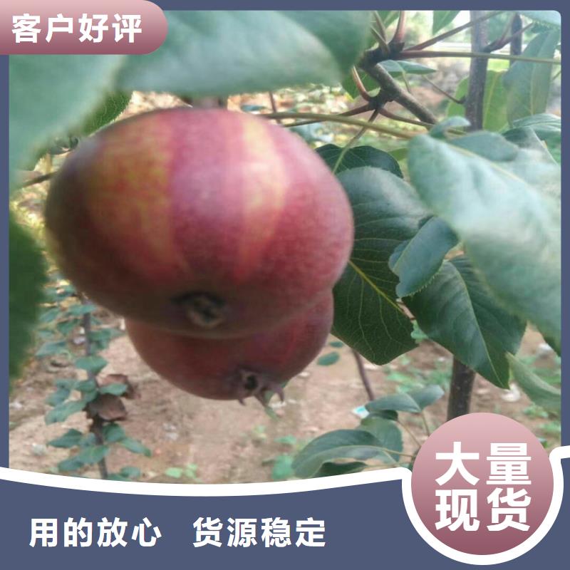 梨树,石榴苗优良工艺