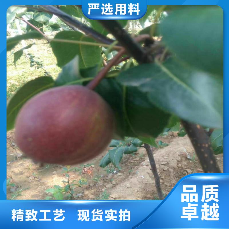梨树苹果苗畅销当地