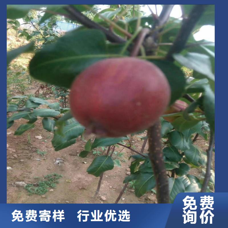 梨树_蓝莓苗出货及时