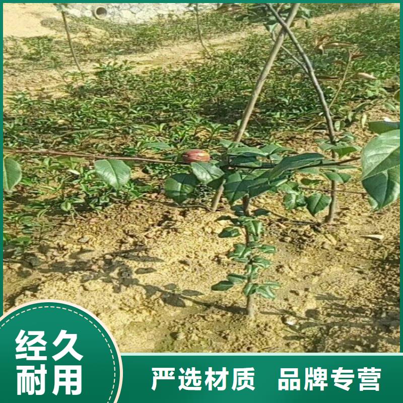 【梨树桃树苗发货迅速】