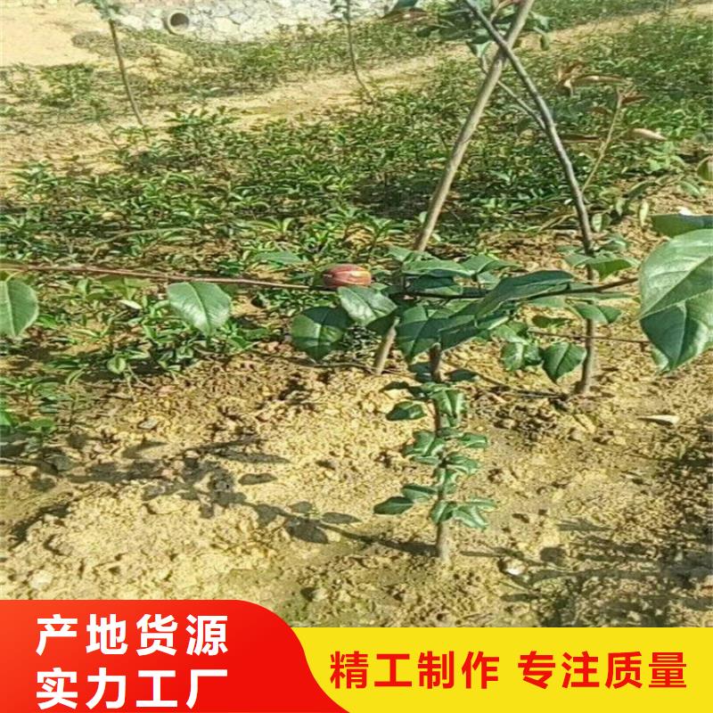 【梨树桃树苗发货迅速】