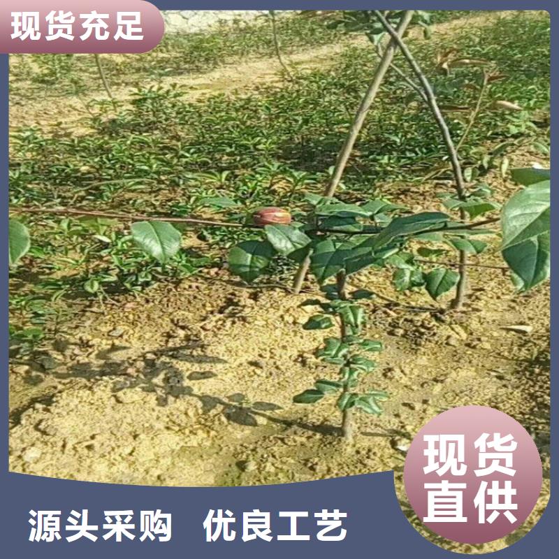 梨树樱桃苗精心选材