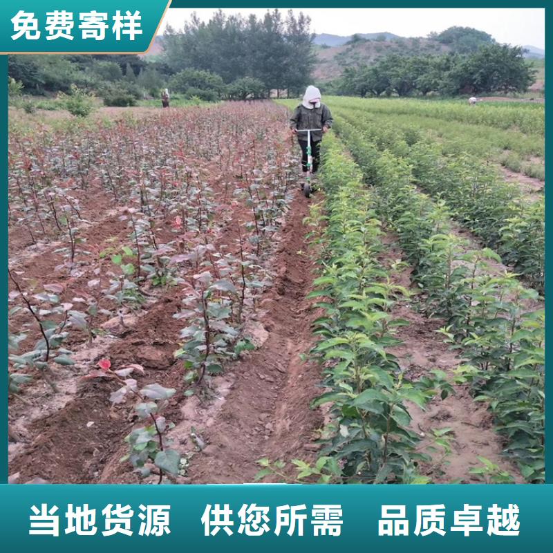 梨树_蓝莓苗出货及时